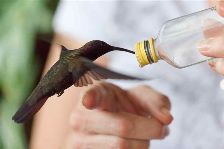 Montego Bay: excursion privée dans le sanctuaire d'oiseaux de Rocklands