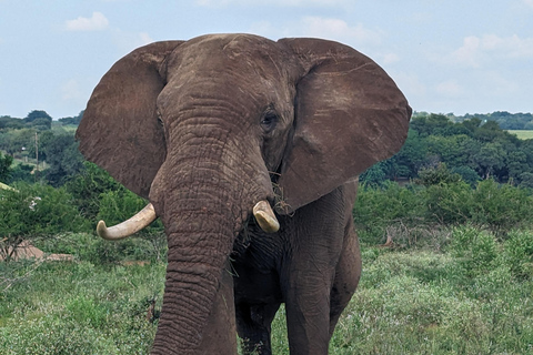 Excursão de 5 dias com tudo incluído para o Kruger e Pano saindo de JHB