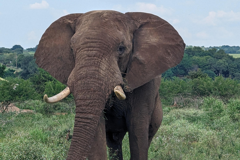 Excursão de 5 dias com tudo incluído para o Kruger e Pano saindo de JHB