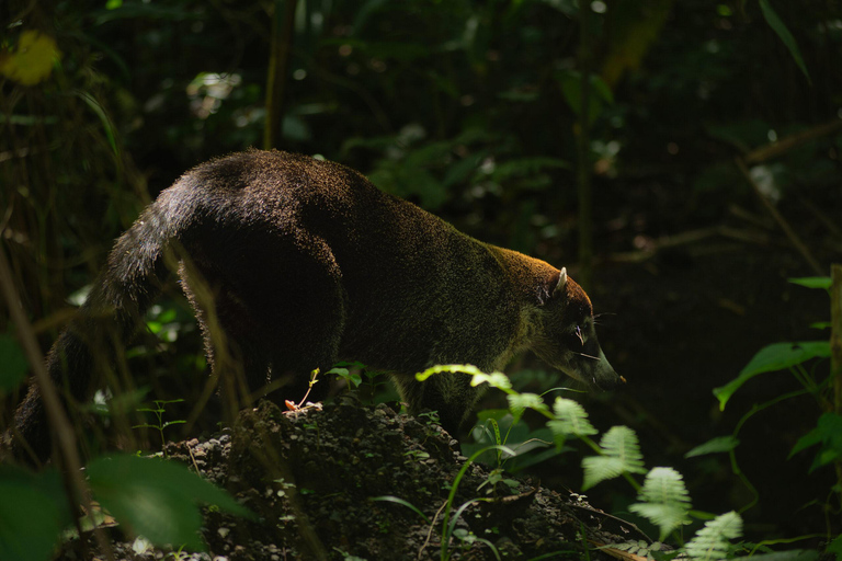 Vulcão Arenal:Parque Nacional do Vulcão Arenal: Melhores coisas para fazer