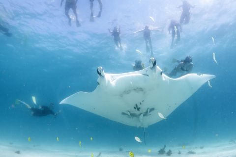 Marine Eco Safari - Nuota con le mante