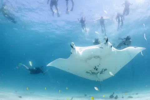 Bahía del Coral: Eco Safari Marino - Nado con Manta Rayas