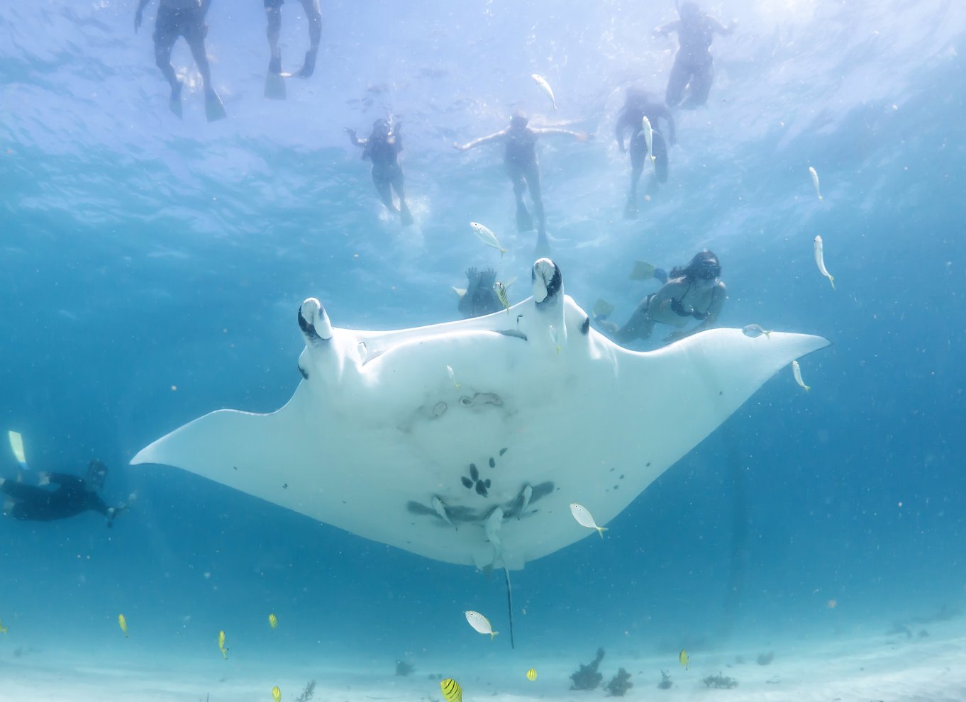 Marine Eco Safari - Svøm med mantaer