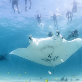 Safari marinho marinho - nadar com raios de Manta