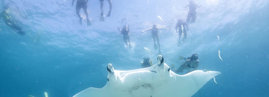 Coral Bay : Safari écologique marin - Nagez avec les raies manta