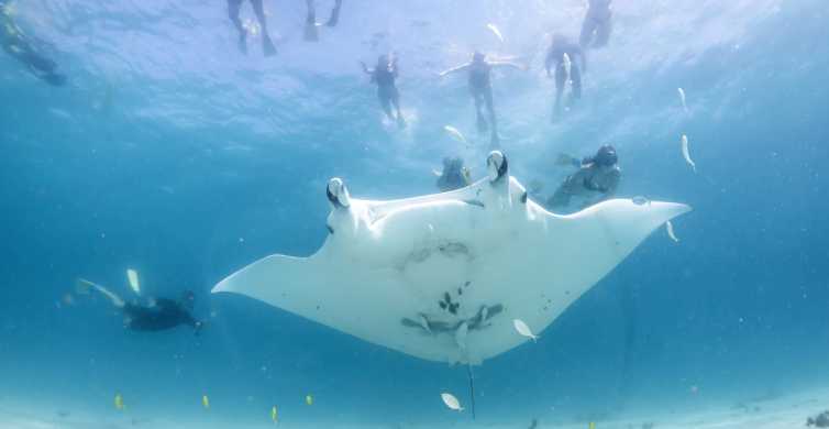 Marine Eco Safari  Swim With Manta Rays