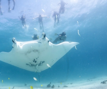Coral Bay: Marine Eco Safari - Swim With Manta Rays