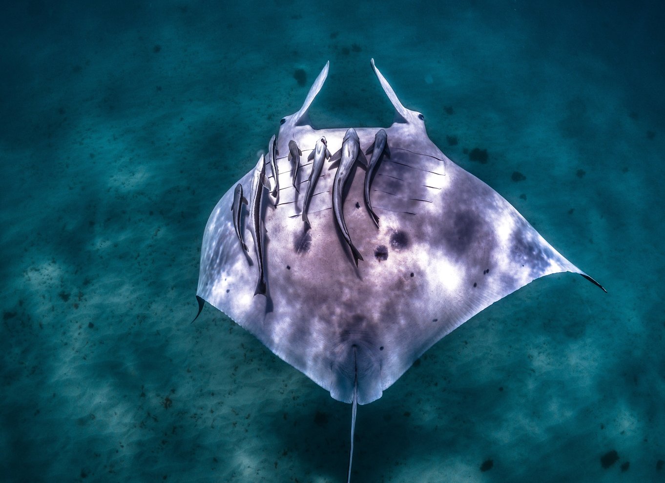 Marine Eco Safari - Svøm med mantaer