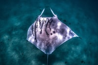 Marine Eco Safari - Swim With Manta Rays - Housity