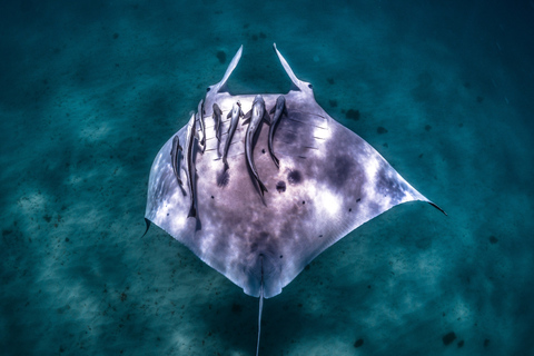 Baía dos Corais: Safari ecológico marinho - nada com raias-manta