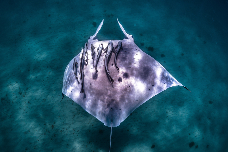 Baía dos Corais: Safari ecológico marinho - nada com raias-manta