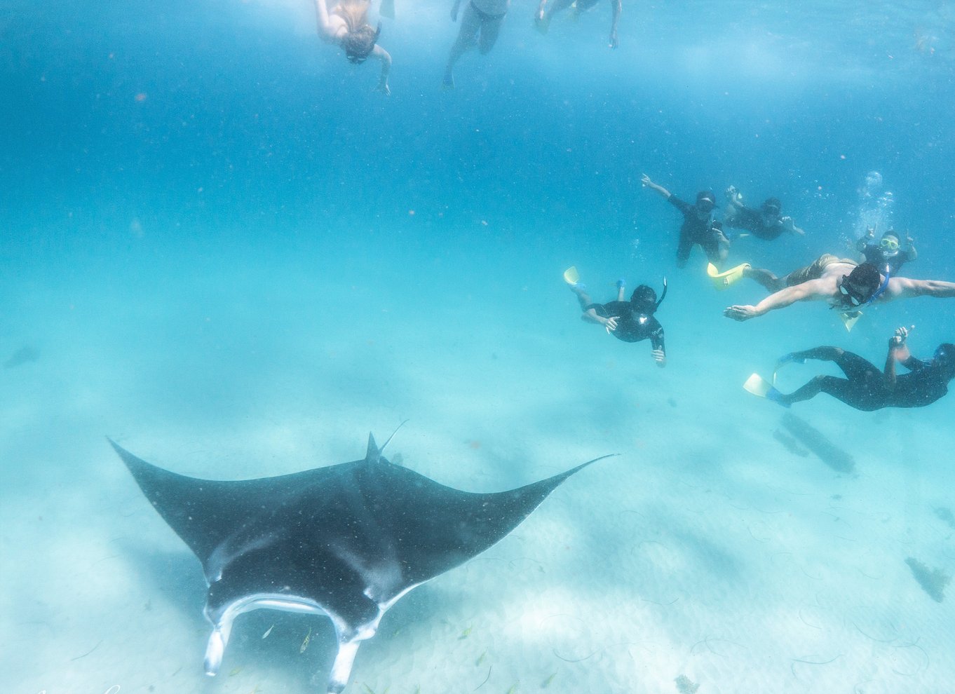 Marine Eco Safari - Svøm med mantaer