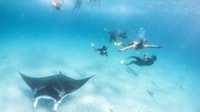 Marine Eco Safari - Swim With Manta Rays - Housity