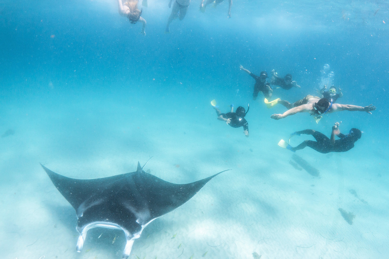 Baía dos Corais: Safari ecológico marinho - nada com raias-manta