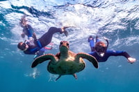 Marine Eco Safari - Swim With Manta Rays - Housity