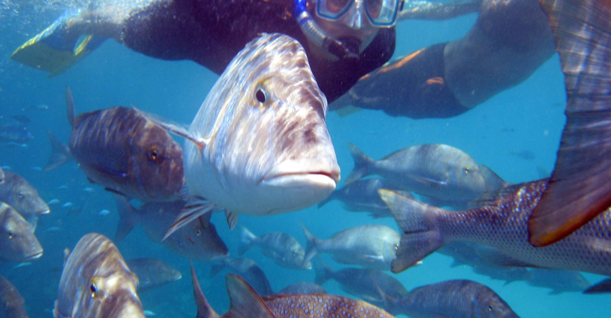 Coral Bay, 2-Hour Coral Viewing and Snorkeling - Housity