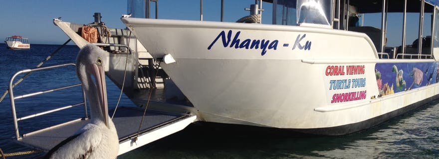 Coral Bay : Écotour de 3 heures pour les tortues du récif de Ningaloo