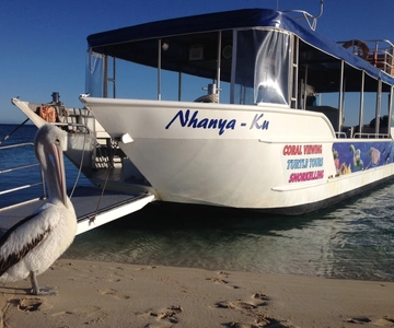 Coral Bay: Ningaloo Reef 3-Hour Turtle Ecotour