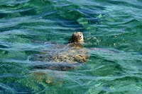 Coral Bay, Ningaloo Reef 3-Hour Turtle Ecotour - Housity