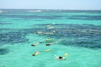 Coral Bay, Ningaloo Reef 3-Hour Turtle Ecotour - Housity