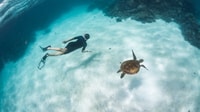 Coral Bay, Ningaloo Reef 3-Hour Turtle Ecotour - Housity