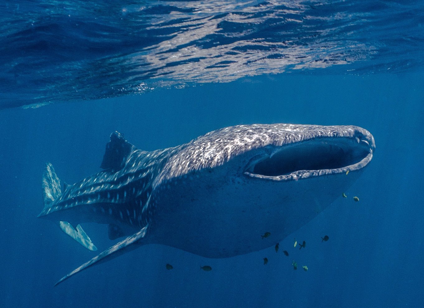 Coral Bay: Ningaloo Reef Svøm og snorkle med hvalhajer