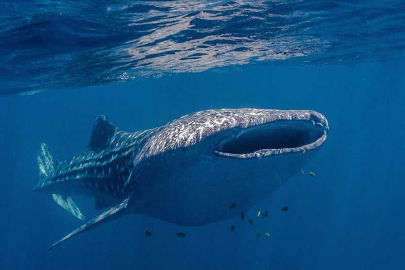Coral Bay: Ningaloo Reef Plavba a šnorchlování se žraloky velrybími