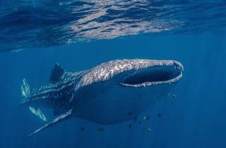 Coral Bay: Ningaloo Reef Schwimmen und Schnorcheln mit Walhaien