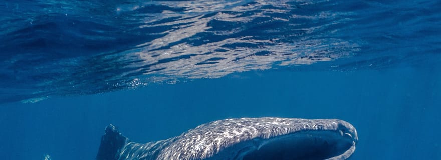 Coral Bay : Ningaloo Reef : nagez et faites de la plongée en apnée avec les requins-baleines