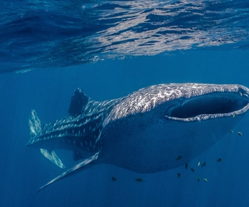 Coral Bay: Ningaloo Reef Swim and Snorkel with Whale Sharks