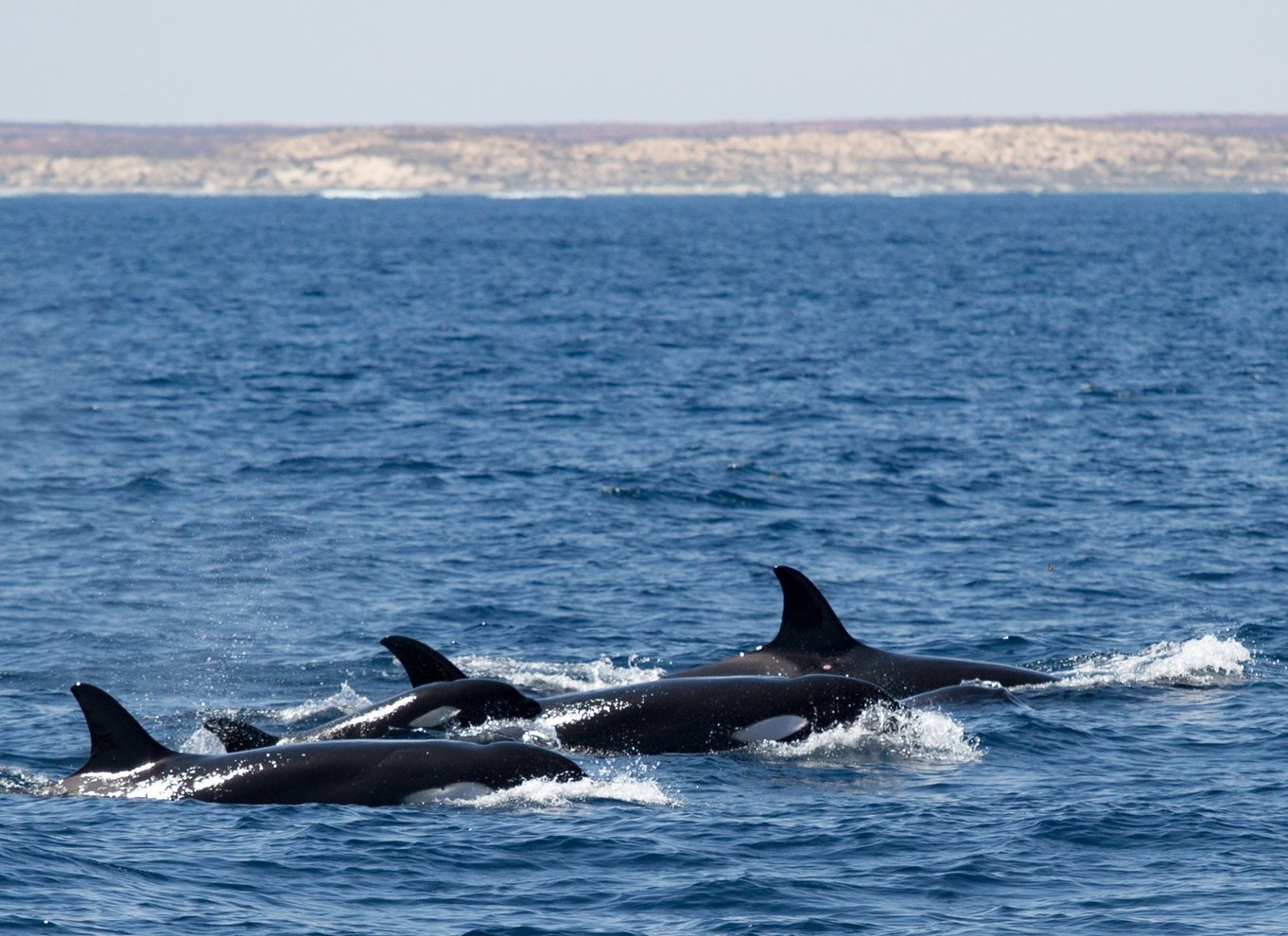 Coral Bay: Ningaloo Reef Svøm og snorkle med hvalhajer