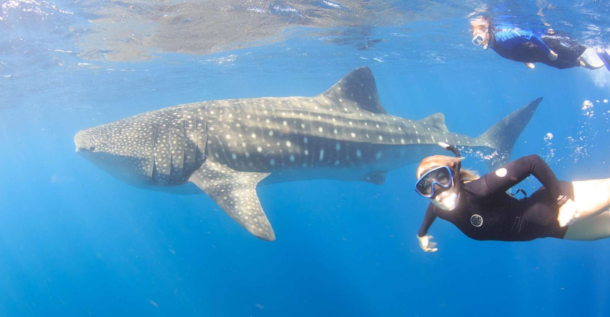 Coral Bay, Ningaloo Reef Swim and Snorkel with Whale Sharks - Housity