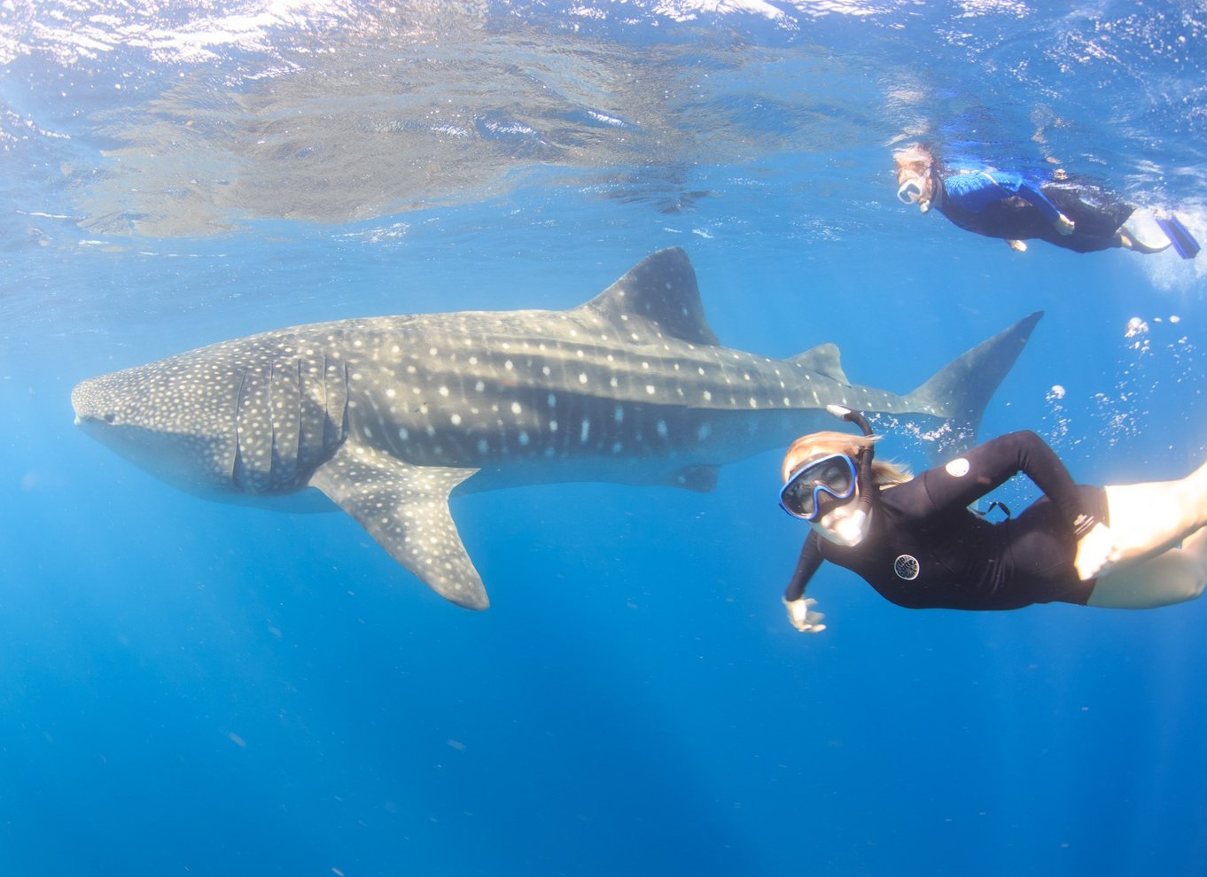 Coral Bay: Ningaloo Reef Svøm og snorkle med hvalhajer