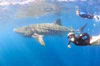 Coral Bay, Ningaloo Reef Swim and Snorkel with Whale Sharks - Housity