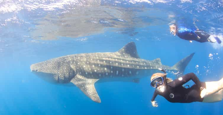 Koraal Baai: Ningaloo Reef Zwemmen En Snorkelen Met Walvishaaien ...