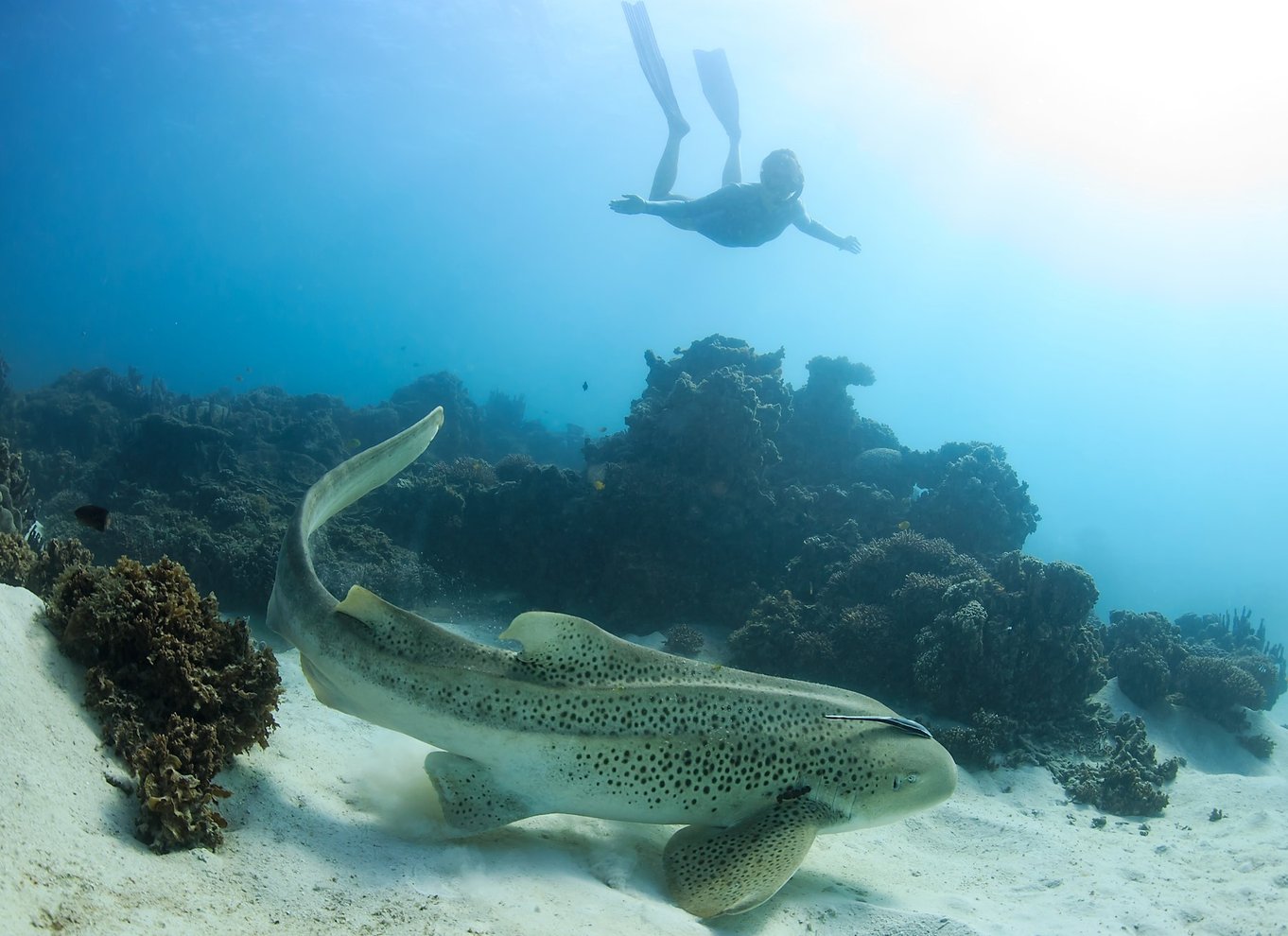 Coral Bay: Ningaloo Reef Svøm og snorkle med hvalhajer