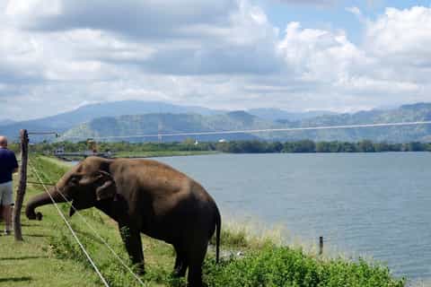 From Bentota: Udawalawa National Park Wildlife Safari