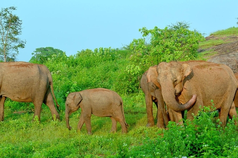 Ab Bentota: Udawalawa Nationalpark Wildtier-SafariStandard-Option