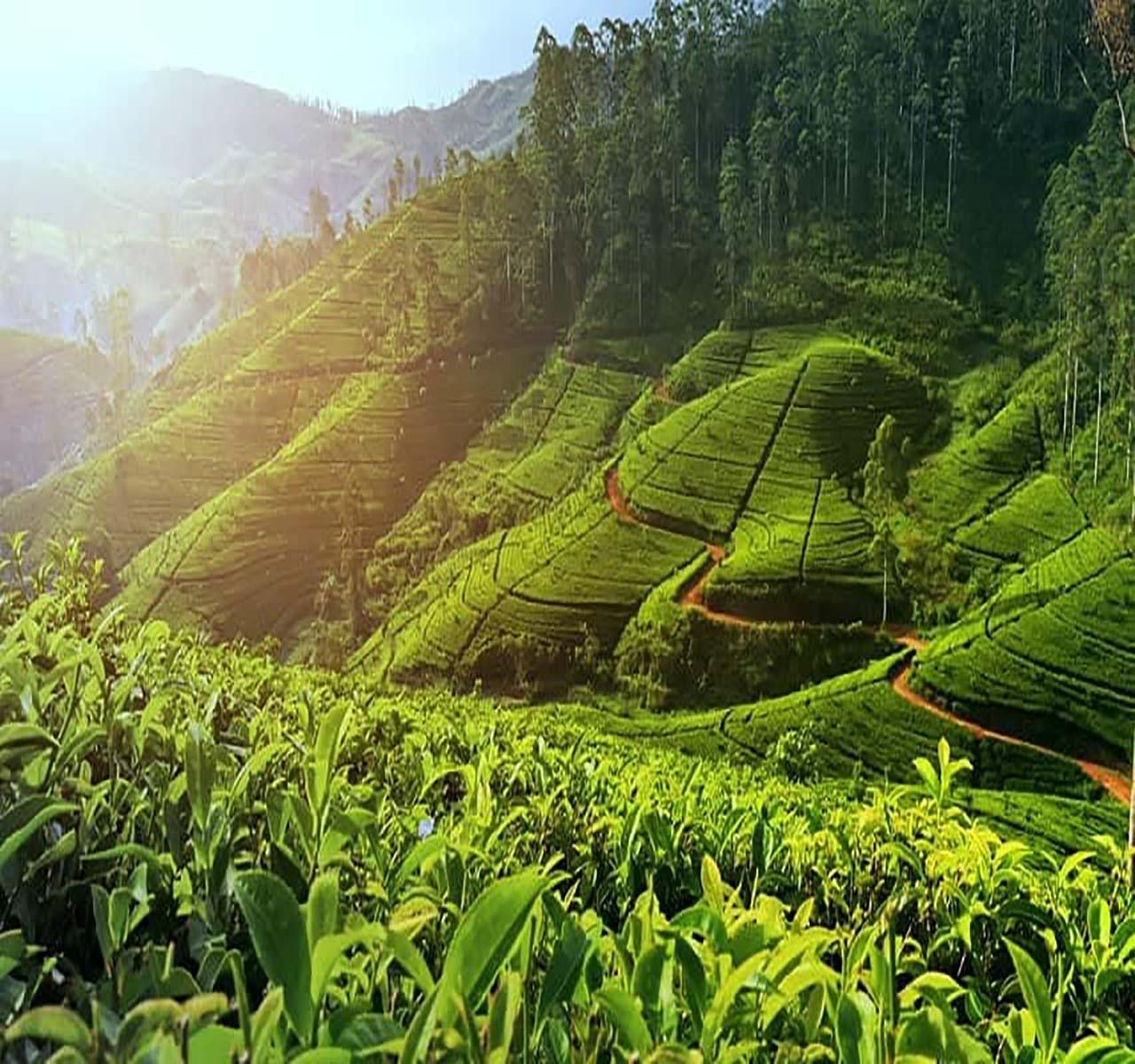 Nuwara Eliya: Teefabrik und Pickle Wasserfälle Tuk Tuk Tour