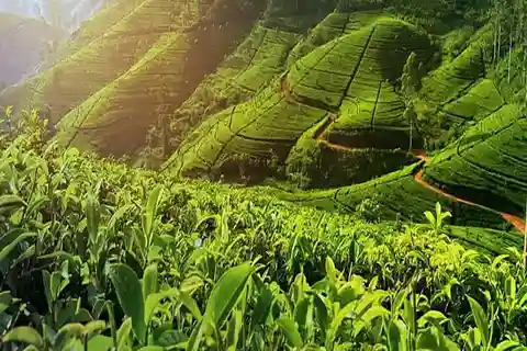 Nuwara Eliya: Theefabriek en Pickle Watervallen Tuk Tuk Tour