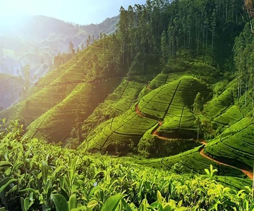 Nuwara Eliya: Tea Factory and Pickle Waterfalls Tuk Tuk Tour