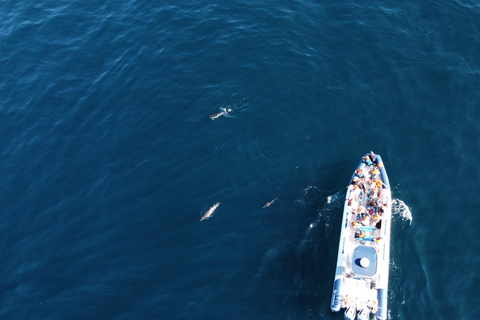 Combo: Benagil & Dolphins Boat Tour w/ Marine Biologists