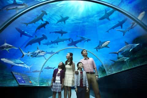 Singapore: SEA Aquarium 1-dages pass med hotel afhentning