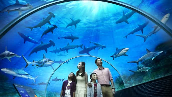 singapore s.e.a. aquarium 1day pass with hotel pickup