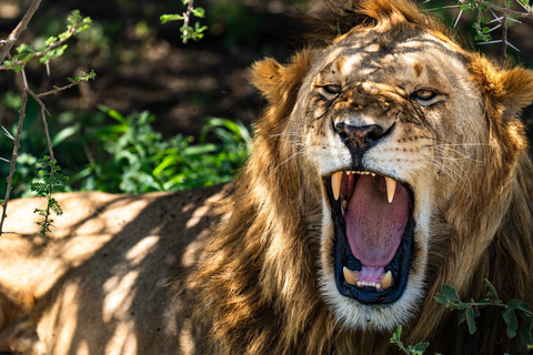 Sansibar: 4-tägige Safari-Reise zum atemberaubenden NatronseeAtemberaubende Lake Natron Safari Reise - Komfortable Unterkunft