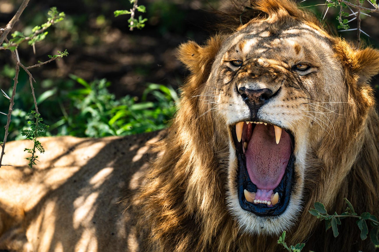 Sansibar: 4-tägige Safari-Reise zum atemberaubenden NatronseeAtemberaubende Lake Natron Safari Reise - Komfortable Unterkunft