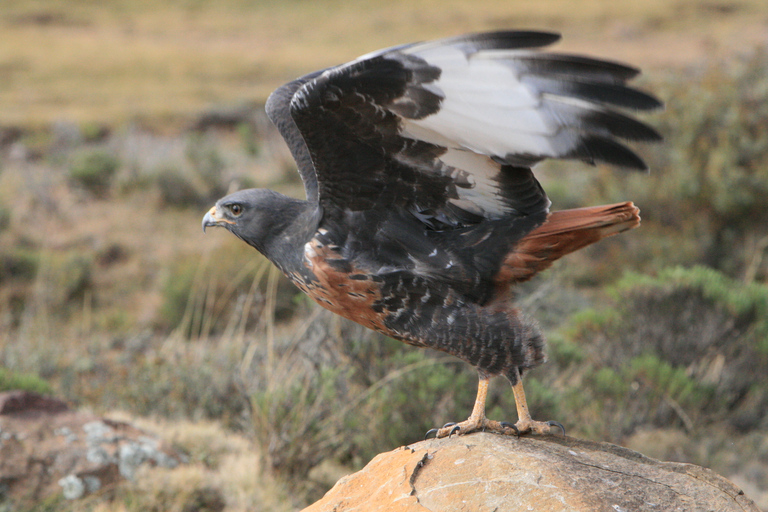 Sani Pass: Day Tour from DurbanFrom Durban: Sani Pass Day Tour