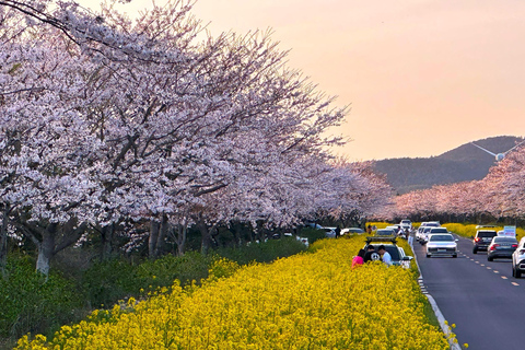 Jeju East: Cherry Blossom Tour & Women Divers Show