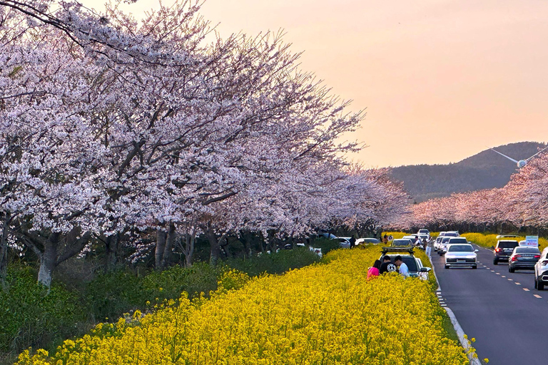 Jeju East: Cherry Blossom Tour & Women Divers Show