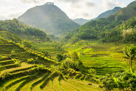 Yogyakarta: Excursión al Templo de Selogriyo y a la Terraza de Arroz de Java